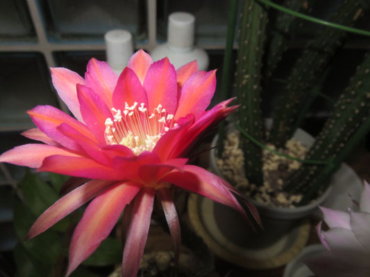 花サボテンの部屋 - tephrocactus ページ！
