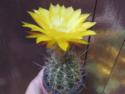 花サボテンの部屋 - tephrocactus ページ! 花サボテンの部屋 - tephrocactus ページ!