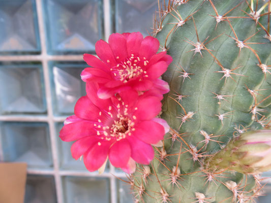 花サボテンの部屋 - tephrocactus ページ! 花サボテンの部屋 - tephrocactus ページ!