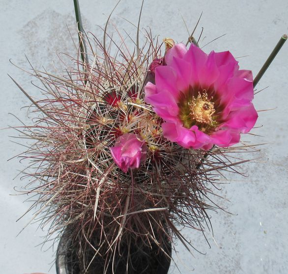北米難物の部屋 - tephrocactus ページ！