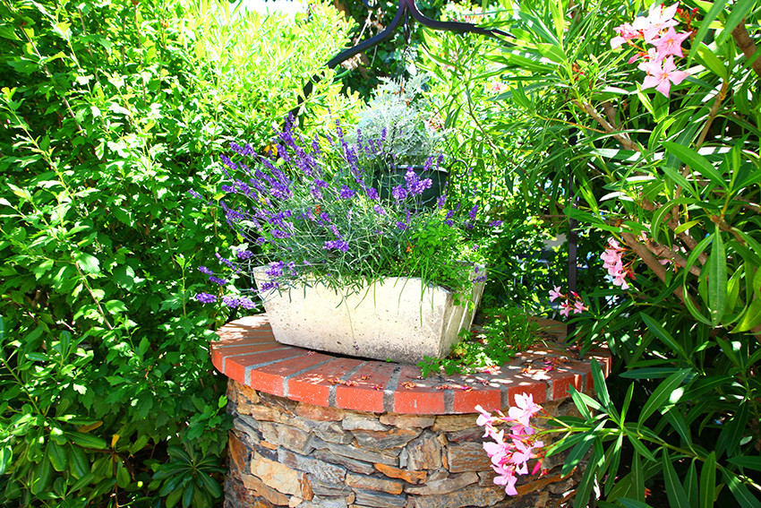 Lavanda
