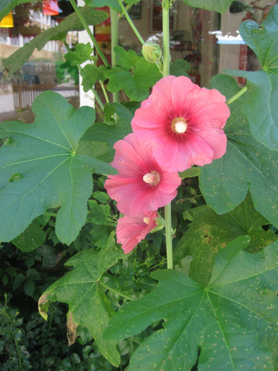 hibiscus