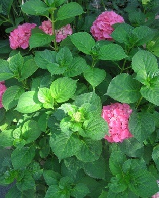 HORTENSIA