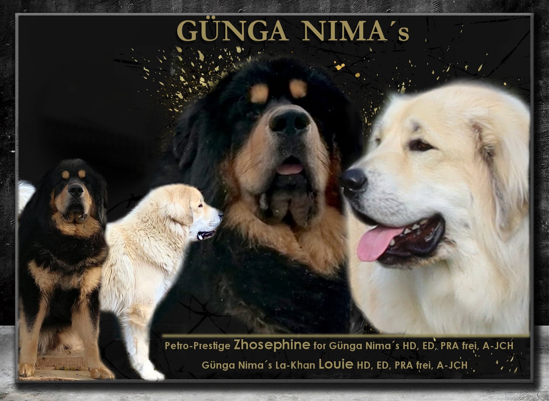 Naima - tibet-mastiff-ats Webseite!