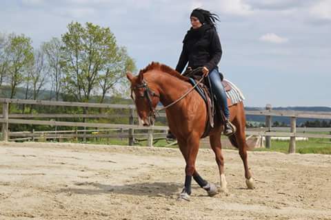 Westernreiten bis WRC