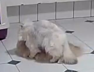 Nia ist bei Albus in DE in den Frien