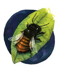 Abeille solitaire
