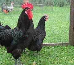 Race  de  poules