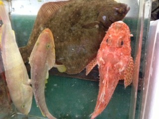 キハタ、鬼カサゴ、マコかれい