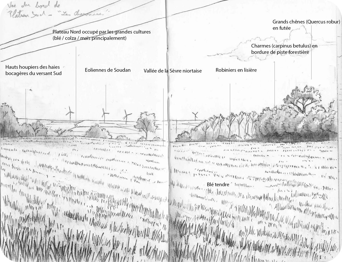 Vis-à-vis entre les deux plateaux depuis une parcelle de blé tendre