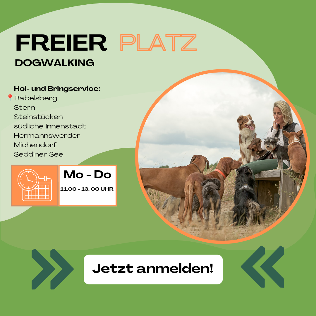 Dogwalking und Hundebetreuung Gruppenbetreuung Potsdam