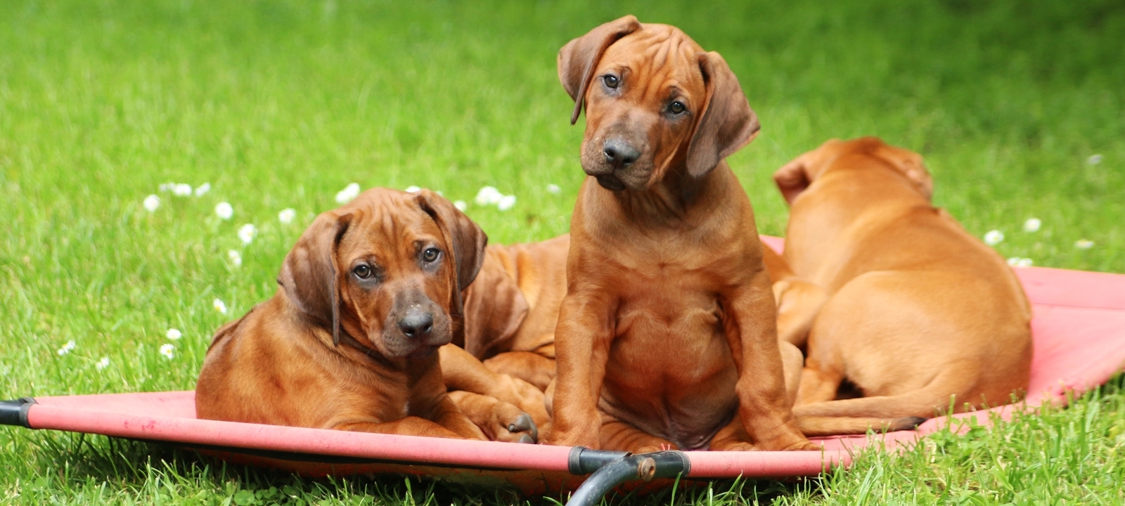Puppies & Litters - Nyangoma