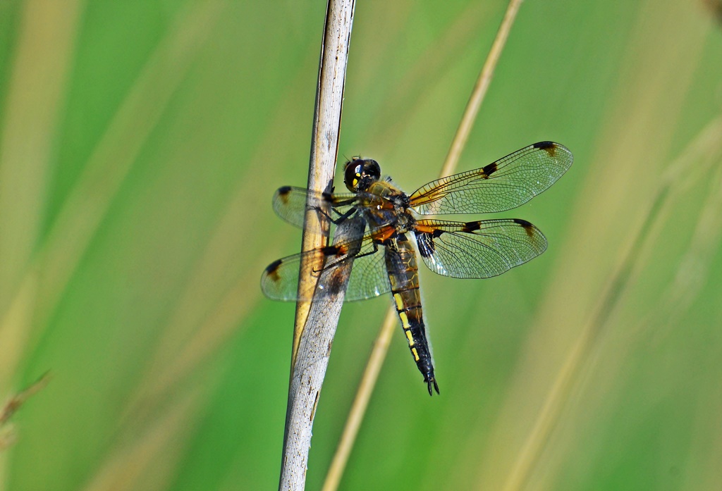 Vierfleck ♂ (Libellula quadrimaculata) Foto © P. Britz