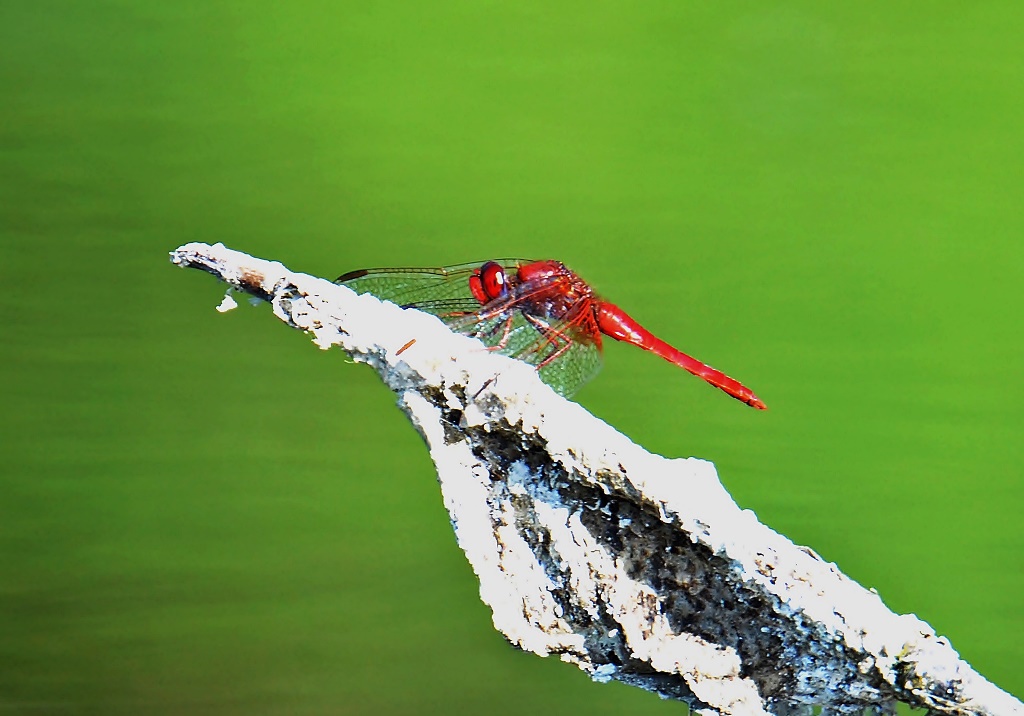 Feuerlibelle ♂ (Crocothemis erythraea) Foto © P. Britz