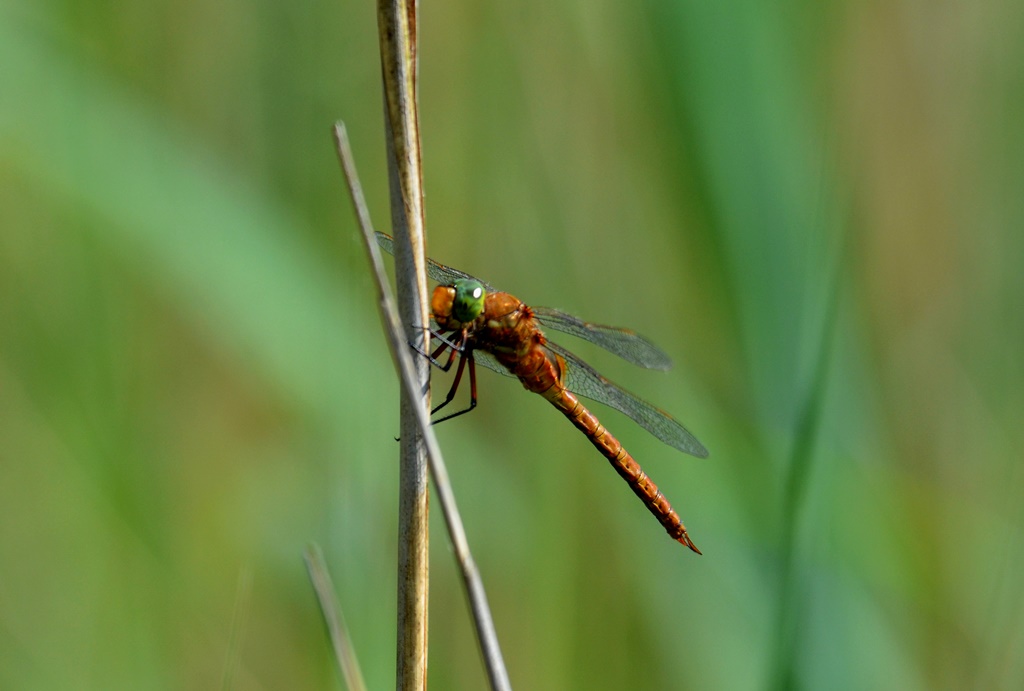 Keilfleck - Mosaikjungfer ♂ (Aeshna isoceles) Foto © P. Britz