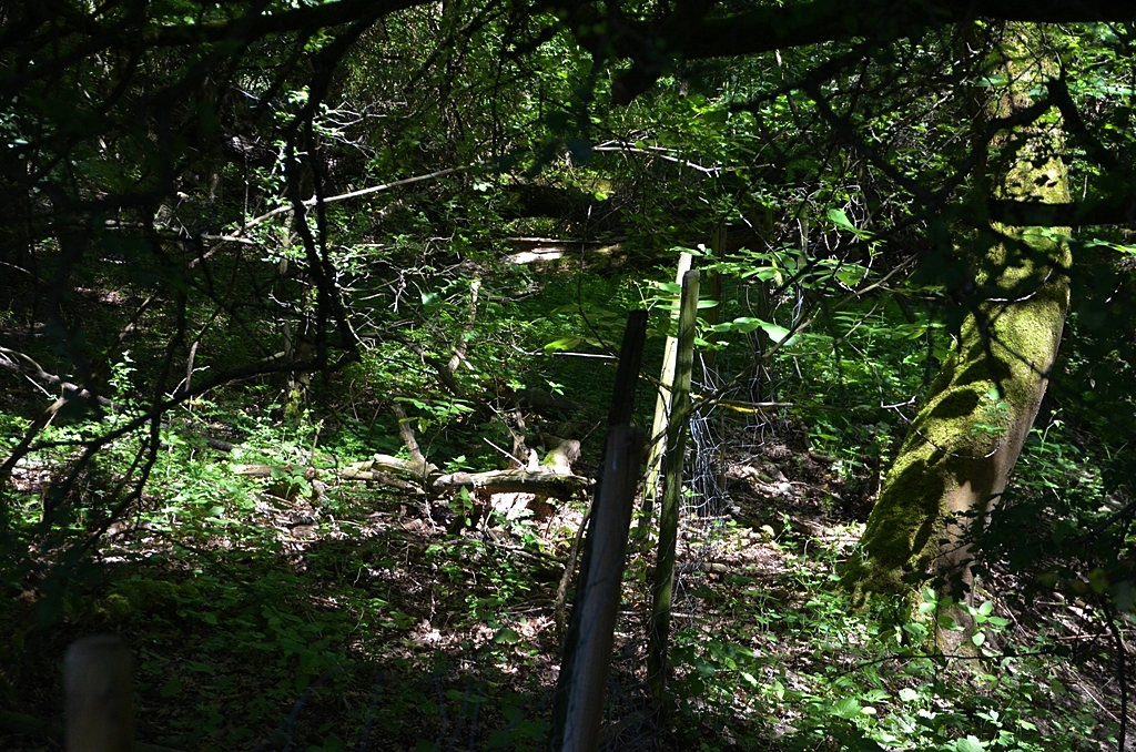 Wilde Natur im Hirschkäferwald...