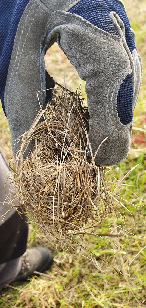 Das Nest einer Haselmaus ©P. Britz