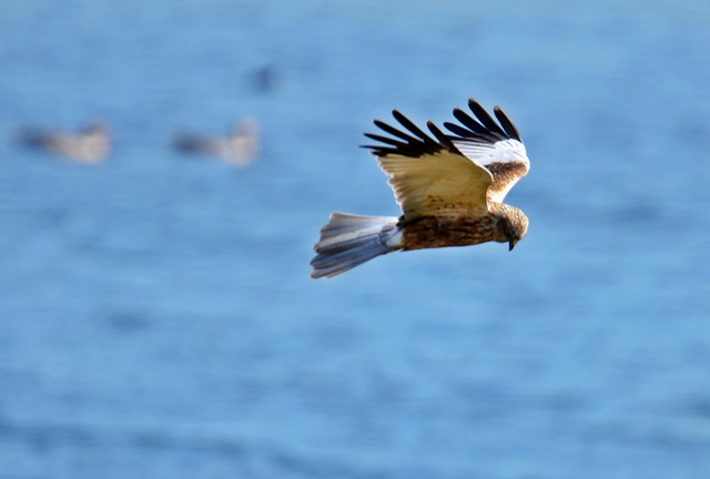 055 Die Rohrweihe ♂ (Circus aeruginosus)