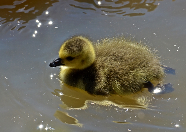 046 Kücken der Kanadagans (Branda canadensis)