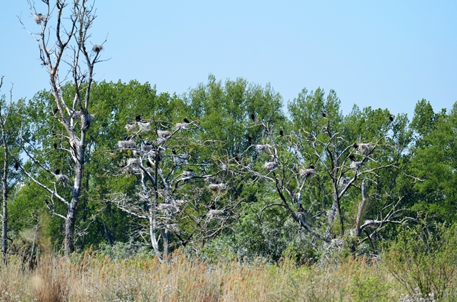 079 Eine Kormorankolonie (Phalacrocorax carbo) 