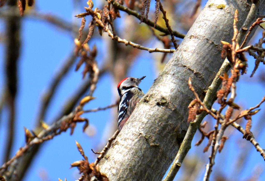 Mittelspecht (Dendrocopos medius) ♀