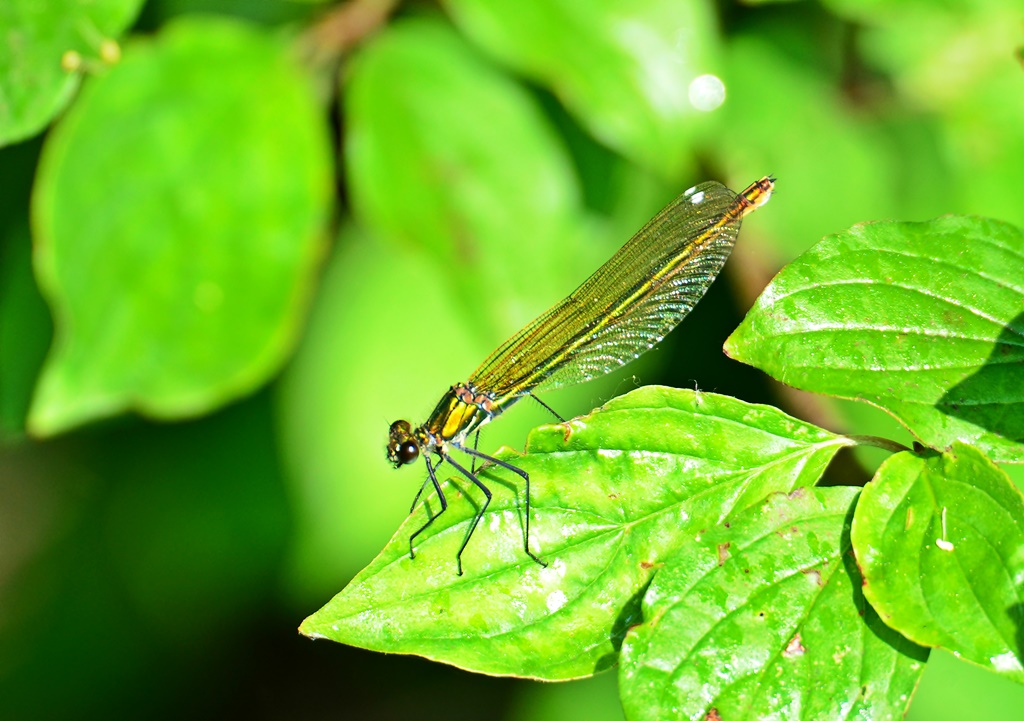 Gebänderte Prachtlibelle ♀(Calopteryx splendens) Foto © P. Britz