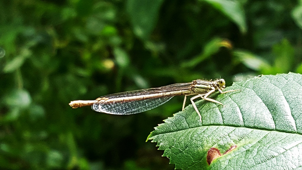 Blaue Federlibelle ♀ (Platycnemis pennipes) Foto © P. Britz