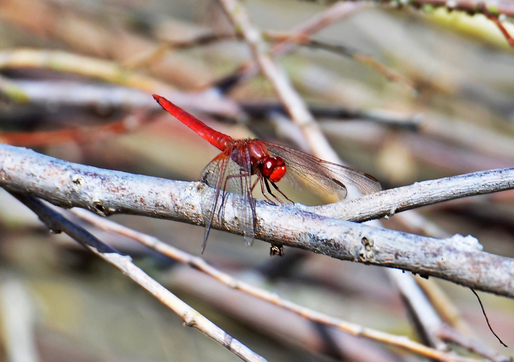 Feuerlibelle ♂ (Crocothemis erythraea) Foto © P. Britz