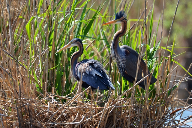 105 Der Purpurreiher (Ardea purpurea) bei der Brutpflege