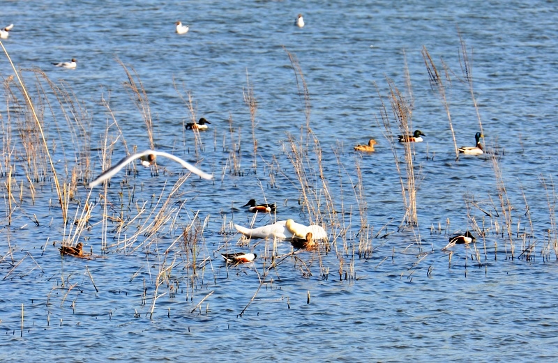 007 Löffelenten (Anas clypeata) und Höckerschwan (Cygnus olor)