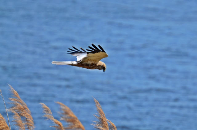 052 Die Rohrweihe ♂ (Circus aeruginosus)