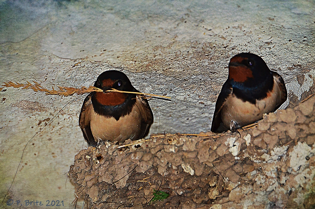 Rauchschwalbe (Hirundo rustica) Pärchen im Nest Ludwigshöhe  Foto: P. Britz