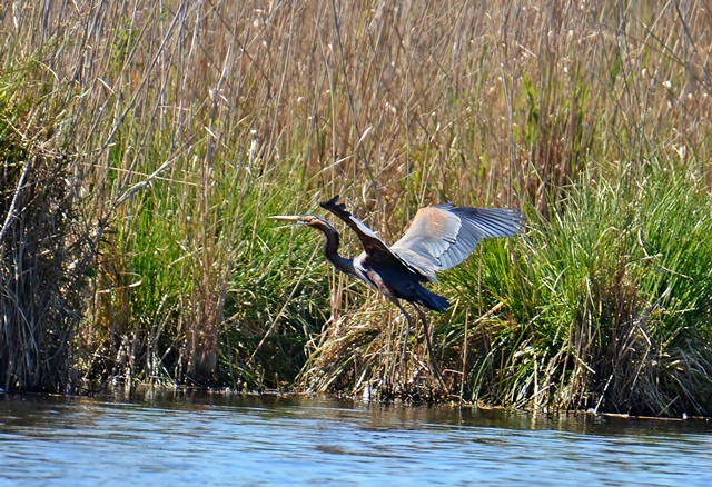 085 Der Purpurreiher (Ardea purpurea)