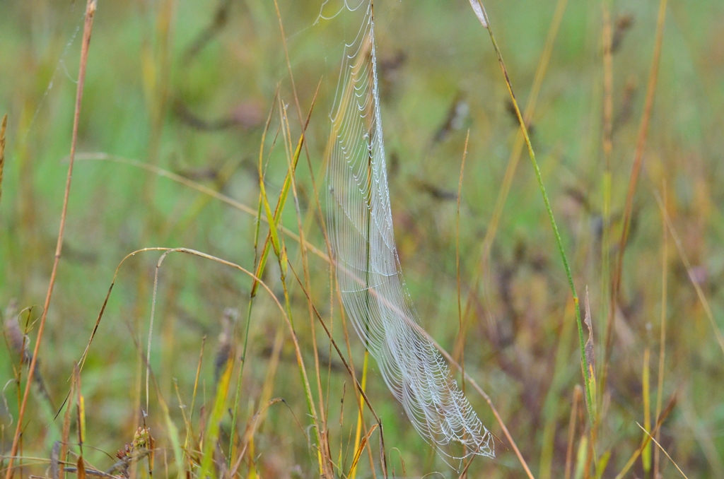 Morgentau im Spinnennetz ©P. Britz