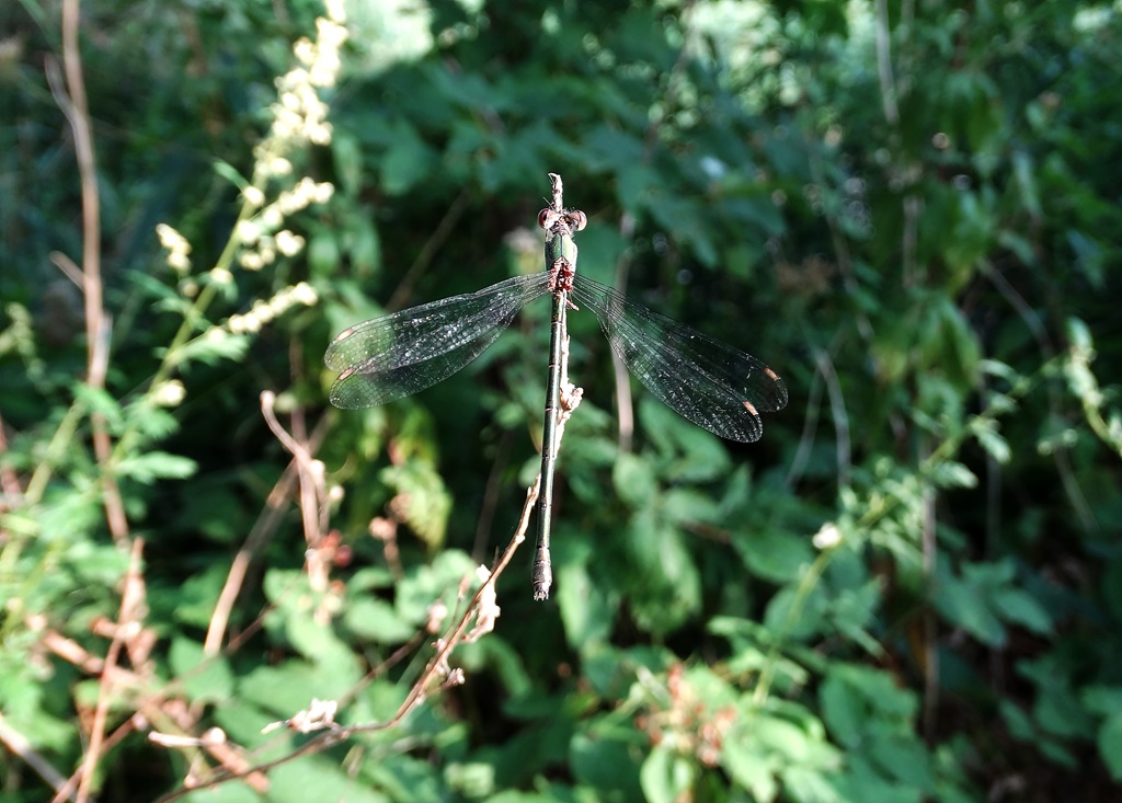 Kleine Binsenjungfer ♀ (Lestes virens)﻿ Foto © P. Britz