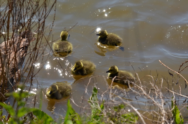 045 Kücken der Kanadagans (Branda canadensis) 