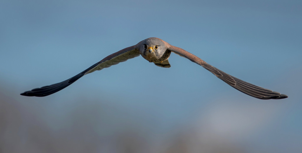 © Naturgucker - Axel Aßmann