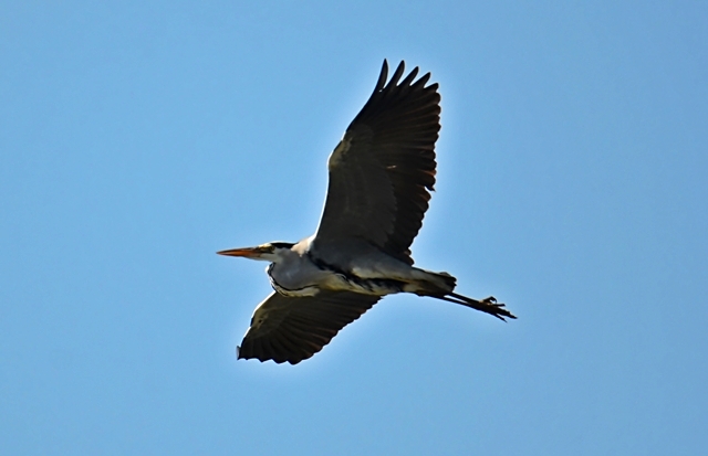 026 Der Graureiher (Ardea cinerea)