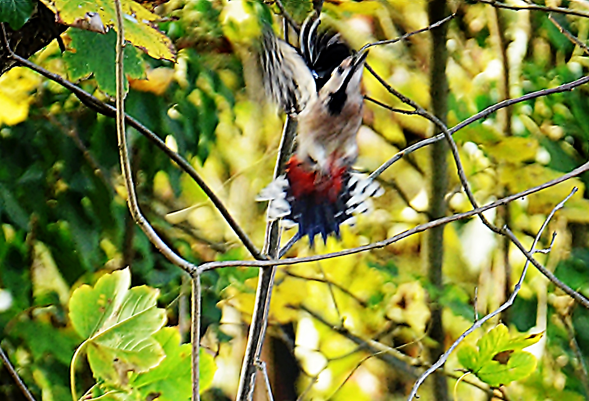 Buntspecht (Dendrocopos major)