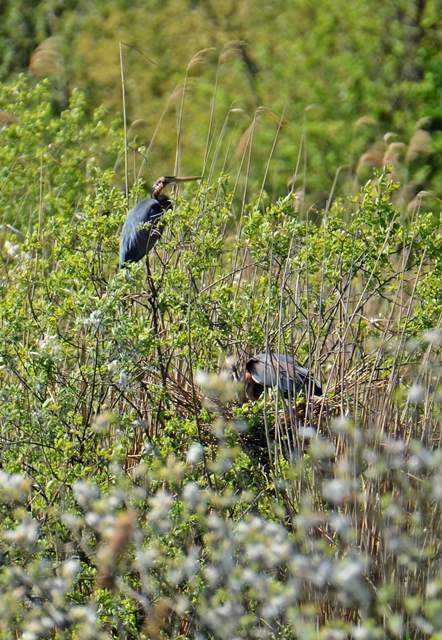 088  Der Purpurreiher (Ardea purpurea)