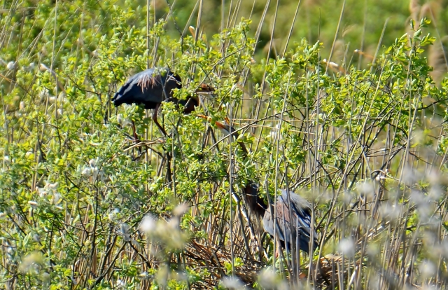 087  Der Purpurreiher (Ardea purpurea)