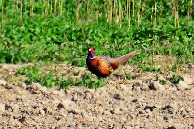 017 Der Jagdfasan ♂  Torquatus-Typ („Chinesischer Reisfasan“)