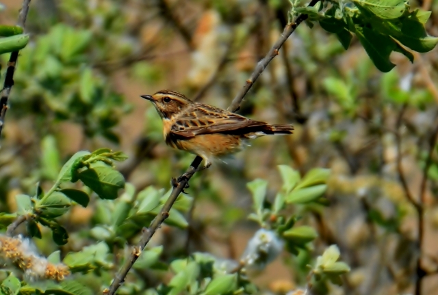 063 Die Rohrammer ♀ (Emberiza schoeniclus)? Schwarz- oder Braunkehlweibchen?