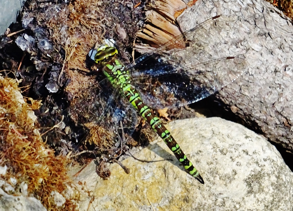 Blau-Grüne Mosaikjungfer (Aeshna cyanea) Foto © A. Bingenheimer