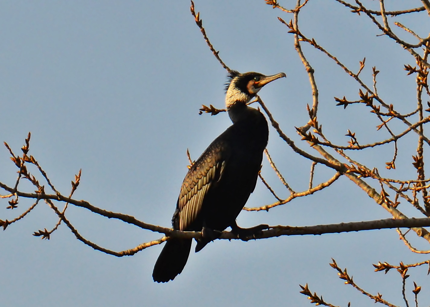 Kormoran (Phalacrocorax sinensis)