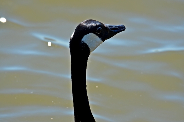 047 Alttier der Kanadagans (Branda canadensis)