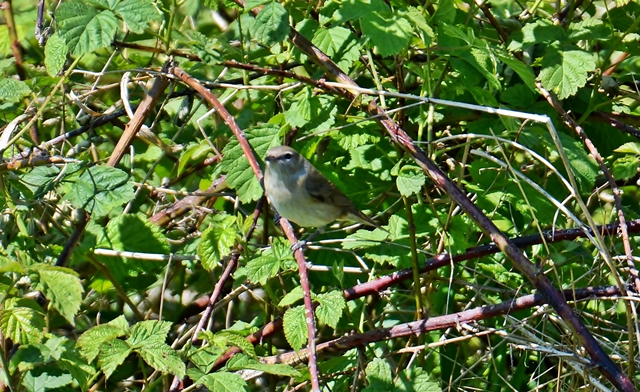 064 Die Gartengrasmücke (Sylvia borin) oder?