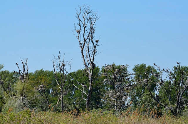 083 Eine Kormorankolonie (Phalacrocorax carbo)