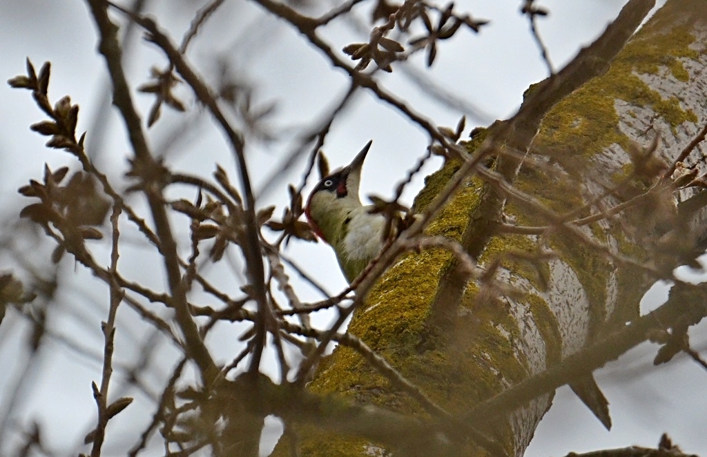 Grünspecht (Picus viridis) ♀