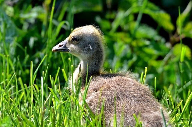 037 Juvenile Graugans